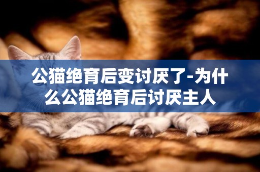 公貓絕育后變討厭了-為什么公貓絕育后討厭主人