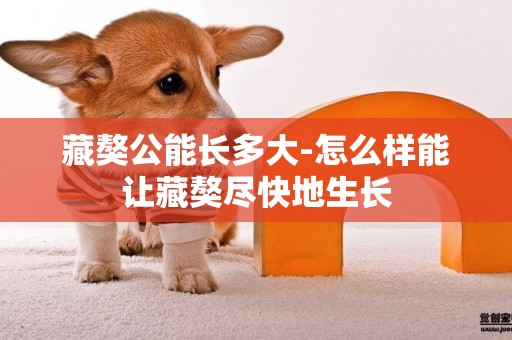 藏獒公能長多大-怎么樣能讓藏獒盡快地生長