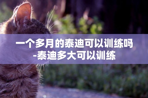 一個多月的泰迪可以訓練嗎-泰迪多大可以訓練