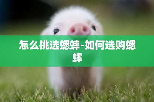 怎么挑選蟋蟀-如何選購蟋蟀