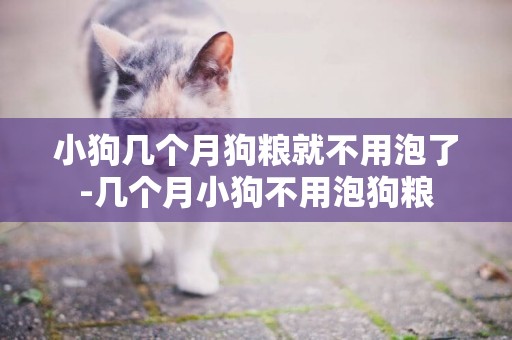 小狗幾個月狗糧就不用泡了-幾個月小狗不用泡狗糧