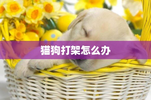 貓狗打架怎么辦