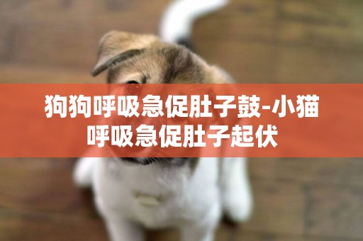 狗狗呼吸急促肚子鼓-小貓呼吸急促肚子起伏