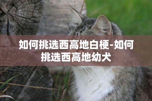 如何挑選西高地白梗-如何挑選西高地幼犬