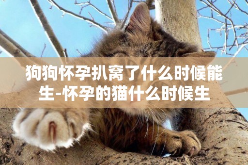 狗狗懷孕扒窩了什么時候能生-懷孕的貓什么時候生