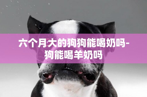 六個月大的狗狗能喝奶嗎-狗能喝羊奶嗎