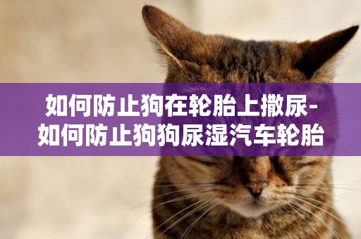 如何防止狗在輪胎上撒尿-如何防止狗狗尿濕汽車輪胎