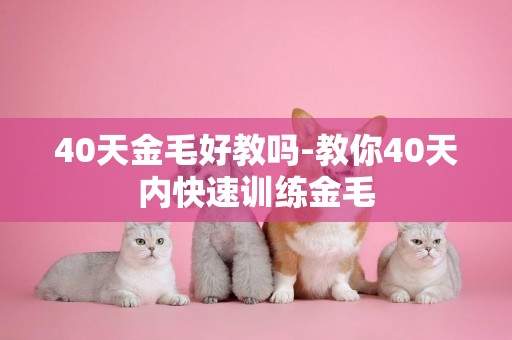 40天金毛好教嗎-教你40天內快速訓練金毛