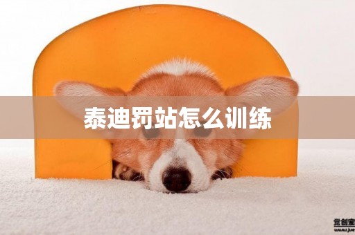 泰迪罰站怎么訓練