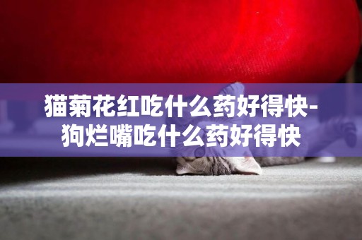 貓菊花紅吃什么藥好得快-狗爛嘴吃什么藥好得快