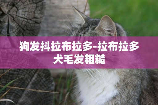 狗發抖拉布拉多-拉布拉多犬毛發粗糙