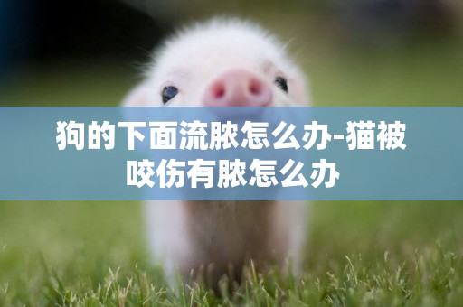 狗的下面流膿怎么辦-貓被咬傷有膿怎么辦