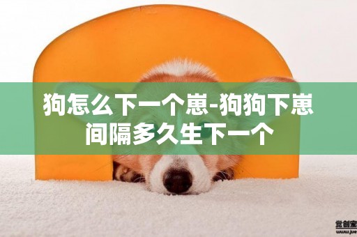 狗怎么下一個崽-狗狗下崽間隔多久生下一個