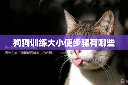 狗狗訓練大小便步驟有哪些