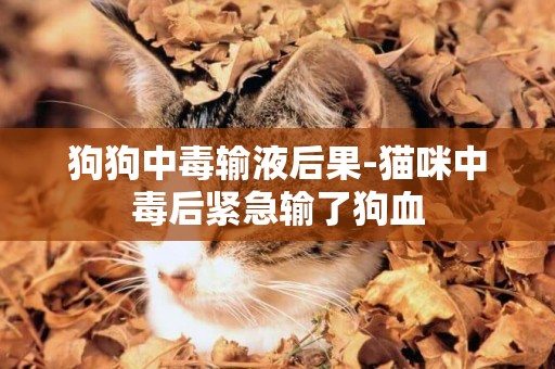狗狗中毒輸液后果-貓咪中毒后緊急輸了狗血