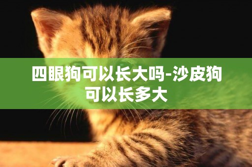 四眼狗可以長大嗎-沙皮狗可以長多大