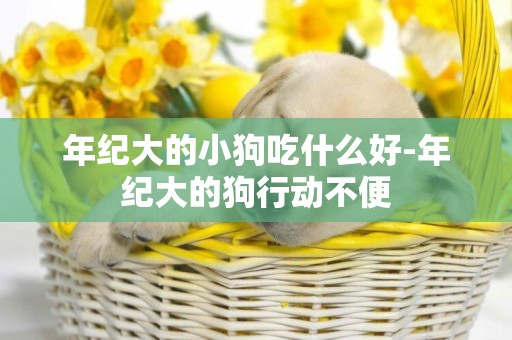 年紀大的小狗吃什么好-年紀大的狗行動不便