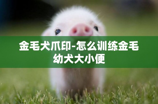 金毛犬爪印-怎么訓練金毛幼犬大小便