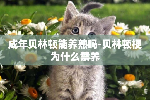成年貝林頓能養熟嗎-貝林頓梗為什么禁養