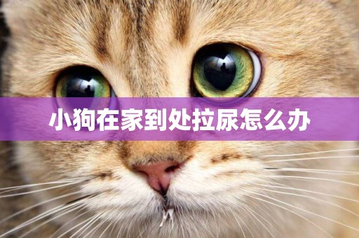 小狗在家到處拉尿怎么辦