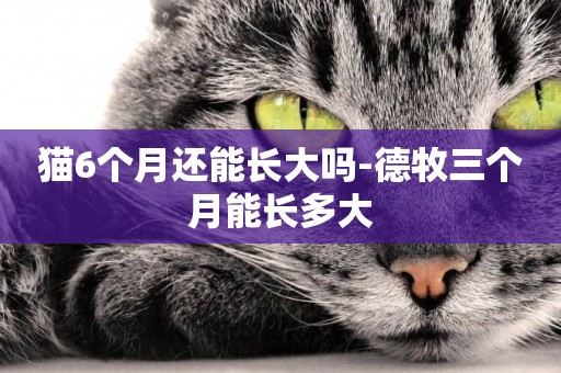 貓6個月還能長大嗎-德牧三個月能長多大