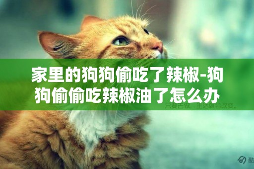 家里的狗狗偷吃了辣椒-狗狗偷偷吃辣椒油了怎么辦