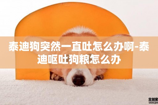 泰迪狗突然一直吐怎么辦啊-泰迪嘔吐狗糧怎么辦