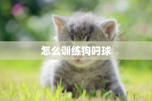 怎么訓練狗叼球