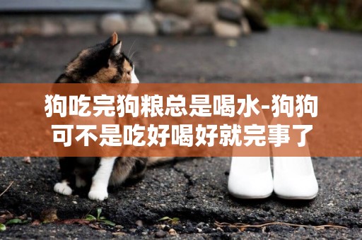狗吃完狗糧總是喝水-狗狗可不是吃好喝好就完事了
