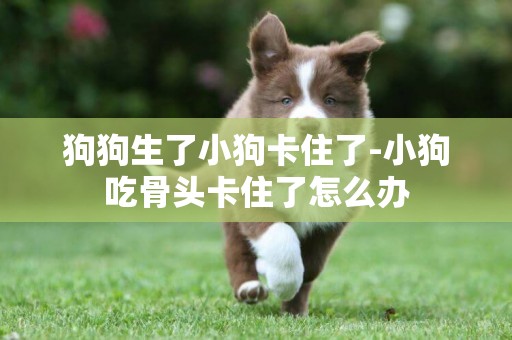 狗狗生了小狗卡住了-小狗吃骨頭卡住了怎么辦
