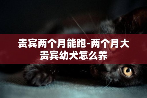 貴賓兩個月能跑-兩個月大貴賓幼犬怎么養