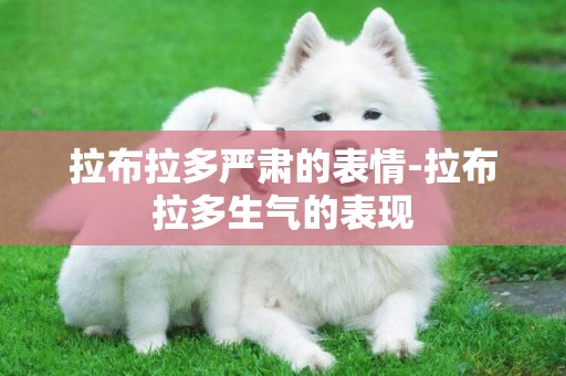 拉布拉多嚴肅的表情-拉布拉多生氣的表現