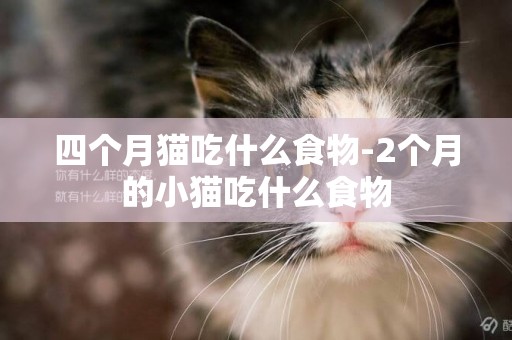 四個月貓吃什么食物-2個月的小貓吃什么食物