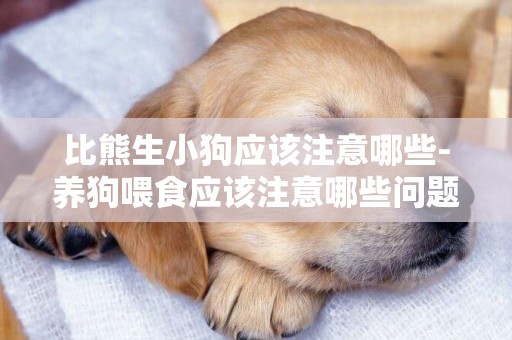 比熊生小狗應該注意哪些-養狗喂食應該注意哪些問題