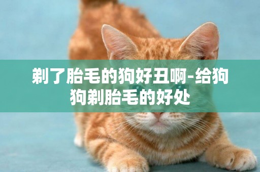 剃了胎毛的狗好丑啊-給狗狗剃胎毛的好處