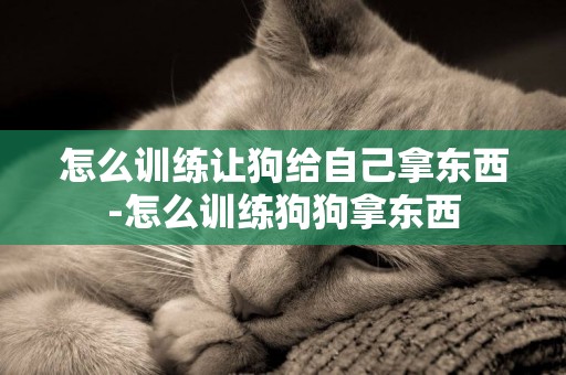 怎么訓練讓狗給自己拿東西-怎么訓練狗狗拿東西