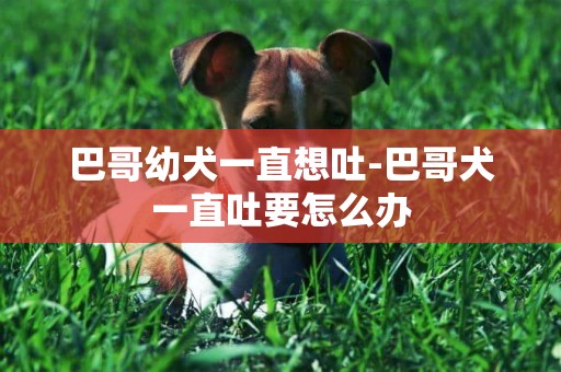 巴哥幼犬一直想吐-巴哥犬一直吐要怎么辦
