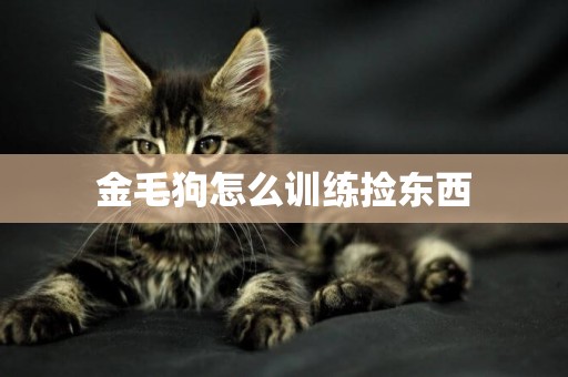金毛狗怎么訓練撿東西