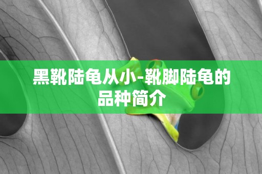 黑靴陸龜從小-靴腳陸龜的品種簡介