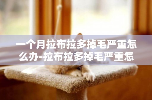 一個月拉布拉多掉毛嚴重怎么辦-拉布拉多掉毛嚴重怎么辦