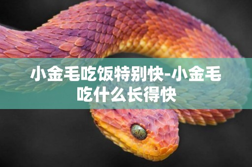 小金毛吃飯特別快-小金毛吃什么長得快
