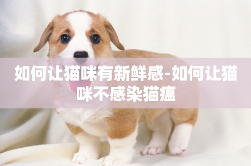 如何讓貓咪有新鮮感-如何讓貓咪不感染貓瘟