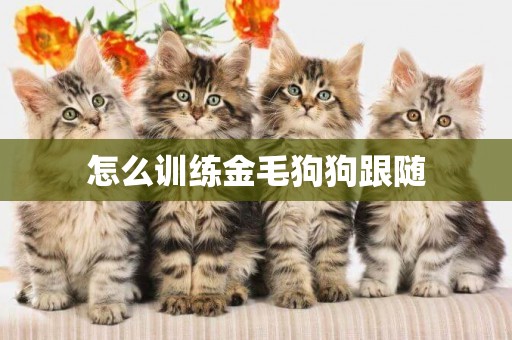怎么訓練金毛狗狗跟隨