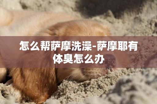 怎么幫薩摩洗澡-薩摩耶有體臭怎么辦