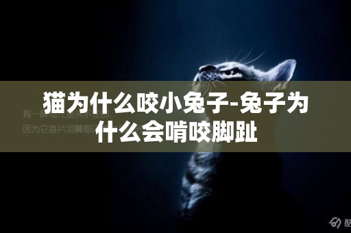 貓為什么咬小兔子-兔子為什么會啃咬腳趾