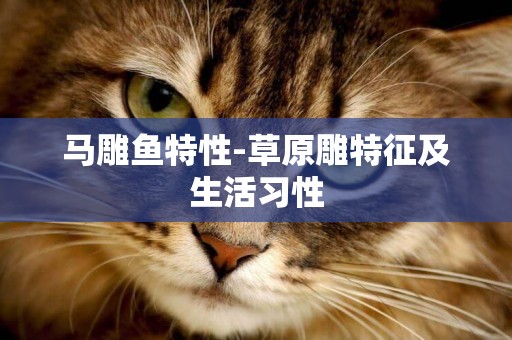 馬雕魚特性-草原雕特征及生活習性