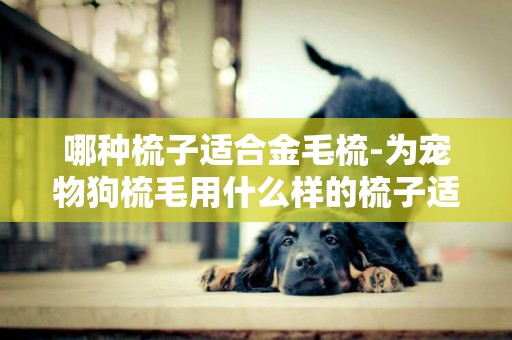 哪種梳子適合金毛梳-為寵物狗梳毛用什么樣的梳子適合