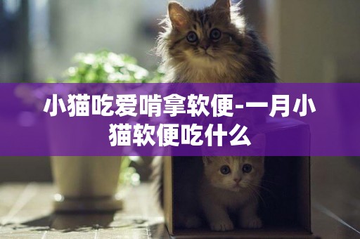 小貓吃愛啃拿軟便-一月小貓軟便吃什么