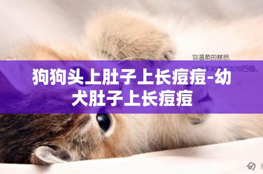 狗狗頭上肚子上長痘痘-幼犬肚子上長痘痘