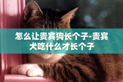 怎么讓貴賓狗長個子-貴賓犬吃什么才長個子